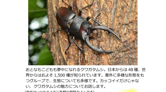 アイホールまちかど広場<br /><span style="font-size: 10pt;">サイエンスカフェ伊丹×ラスタホール×アイホール<br /></span>第142回サイエンスカフェ「クワガタムシを科学する　～初めて見るヒミツの姿～」<br /><br />令和5年7月8日(土)